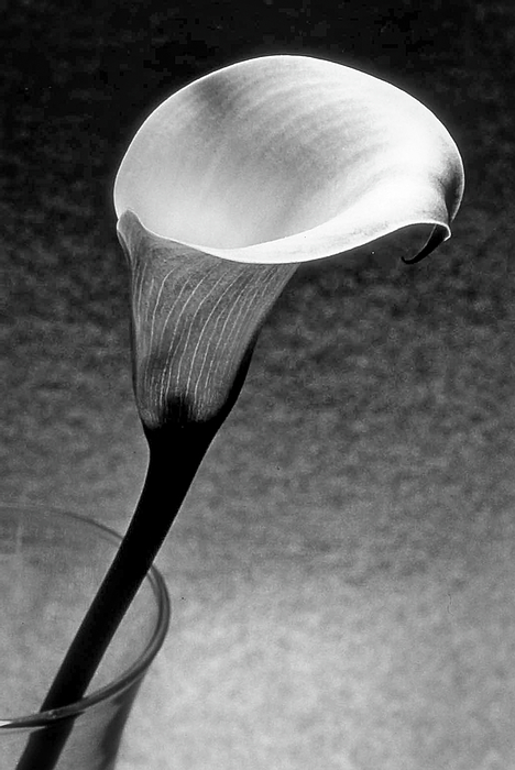 Gerald Mettler - Calla Lily Black and White