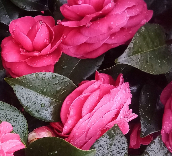 Marine B Rosemary - Camellia after Rain