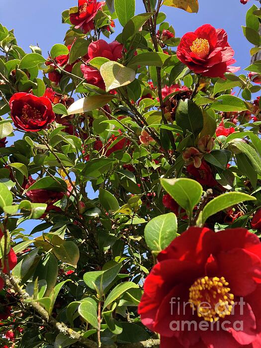 Susan Brown    Slizys art signature name - Camellia flowers 