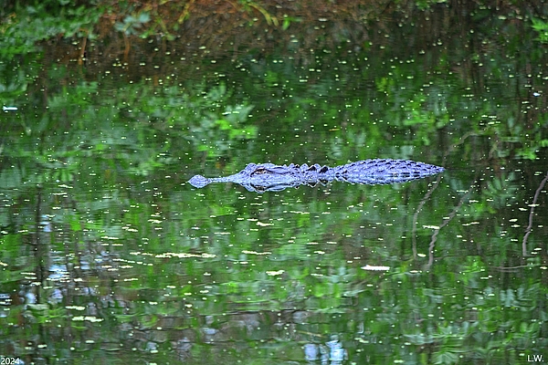 Lisa Wooten - Camouflage Alligator  
