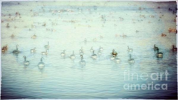 Natural Abstract - Canada Geese on the Water