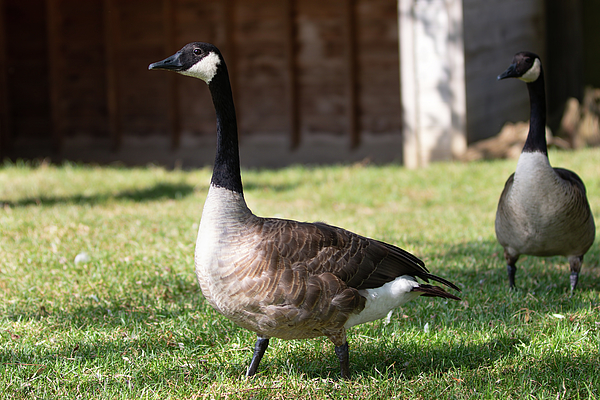 Canada goose shop branta canadensis review