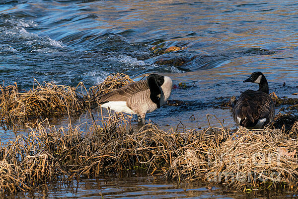 Jennifer White - Canada Goose Grooming Their Feathers