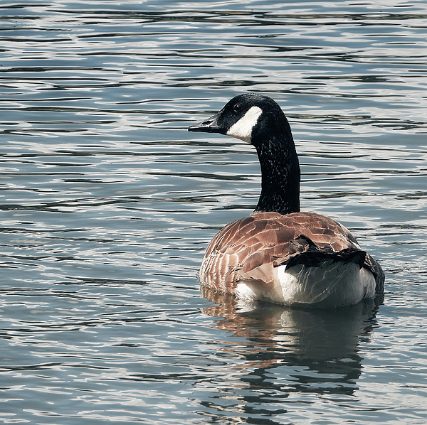 R L MacLeod - Canadian Goose
