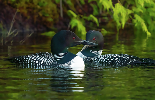 Ron Long Ltd Photography - Canadian Loons 12