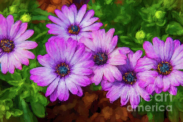 Diana Mary Sharpton - Cape Daisies - Impressionistic Style