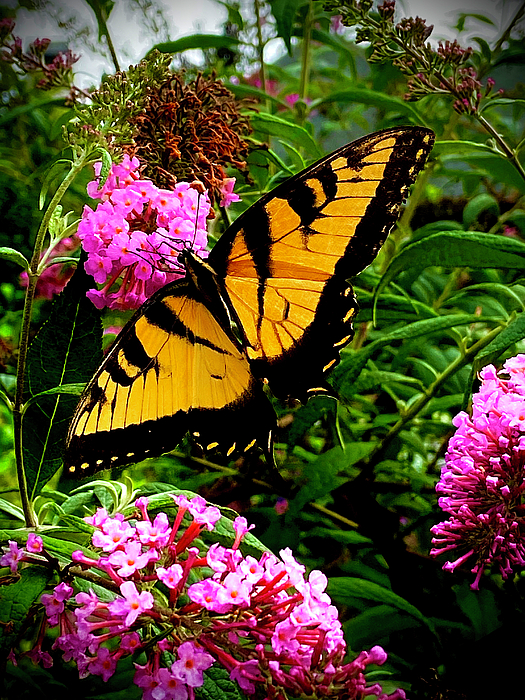 Gardening Perfection - Captivating Butterfly
