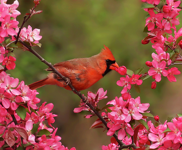 Rebecca Grzenda - Cardinal Among Crabapple Blossoms