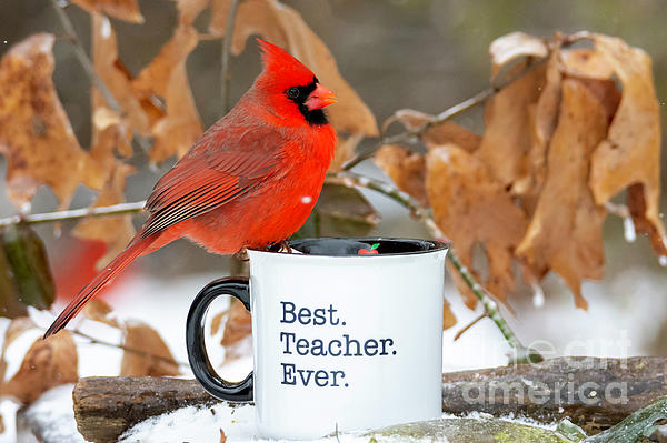 Cardinals Teacher 