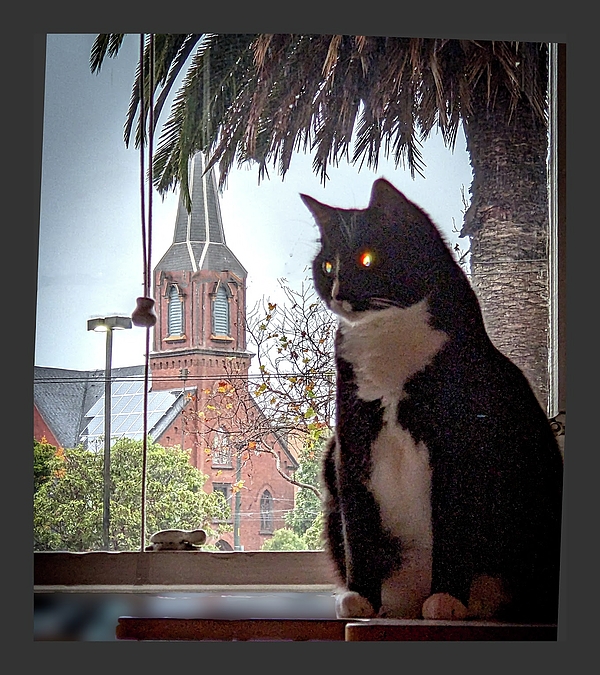 Feline Art