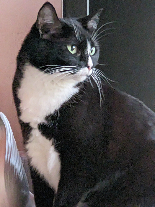Whisker Art