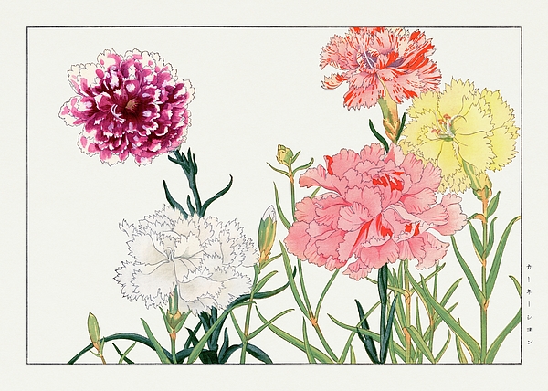 Carnation Flower Art Print