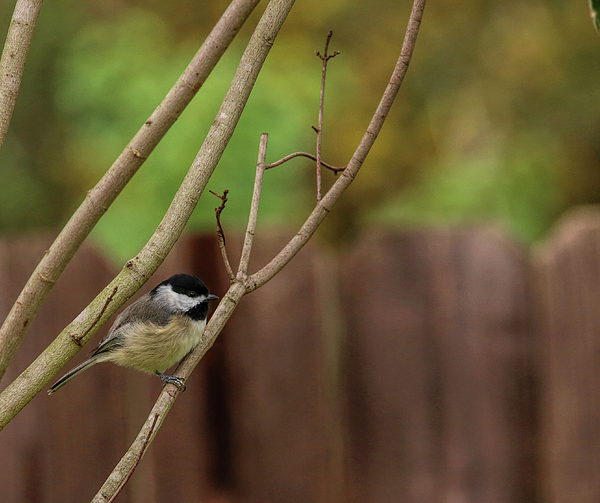 Carolina Chickadee Jigsaw Puzzle