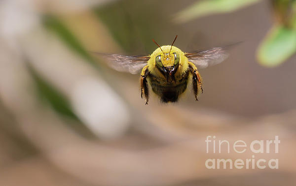Eva Lechner - Carpenter Bee Flying