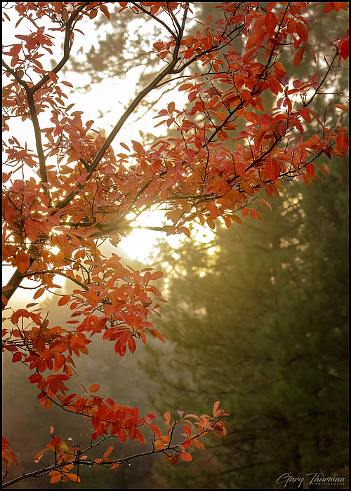 Gary Thurman - Cascade Sunrise Colors