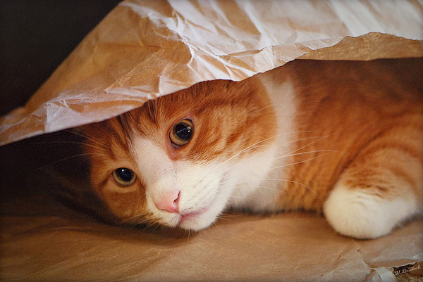 Marilyn DeBlock - Cat in the Bag
