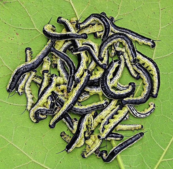 catalpa worms products for sale