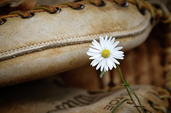 Colorado Still Magnolia- Kim Parker - Catching Daisies In The Outfield