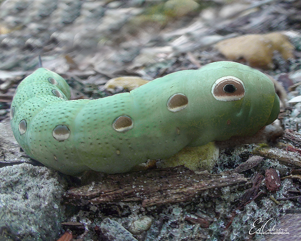 https://images.fineartamerica.com/images/artworkimages/medium/3/caterpillar-of-the-easter-swallowtail-edelberto-cabrera.jpg