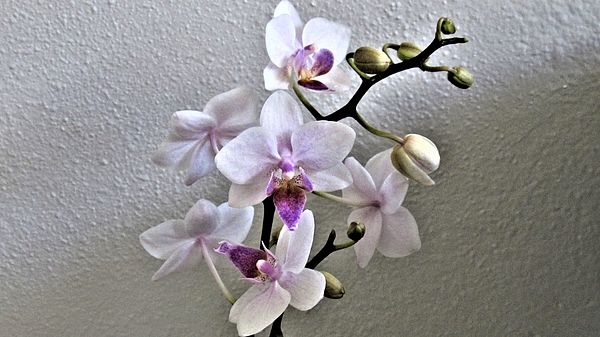 Dylyce Clarke - Cattleya Orchid Branch