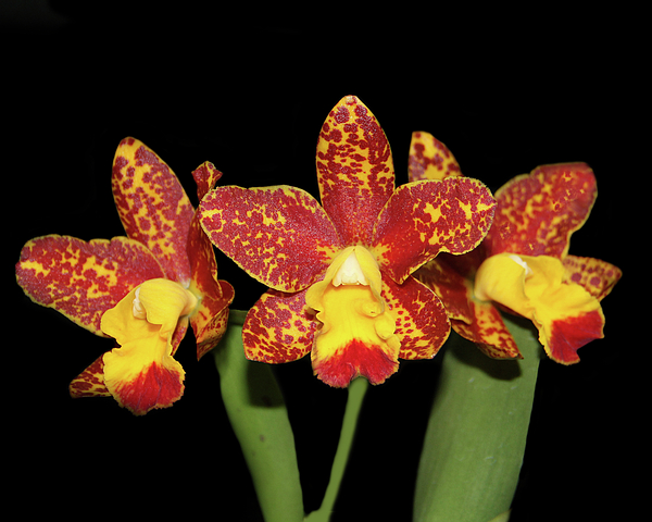 Susan Huckins - Cattleya orchids 