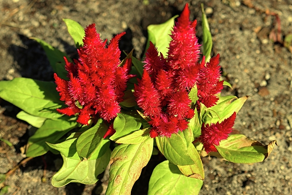 Christopher James - Celosia Blooms