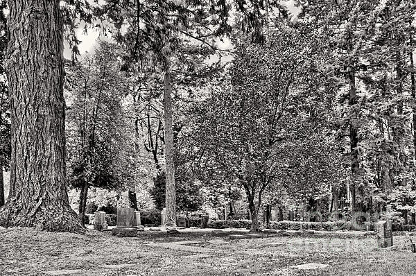 Brenton Cooper - Cemetery Trees II