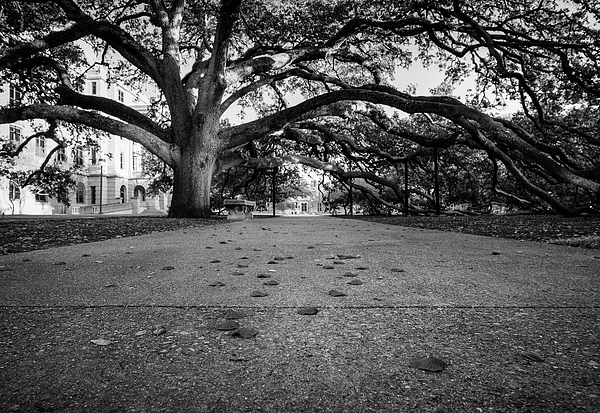 https://images.fineartamerica.com/images/artworkimages/medium/3/century-tree-at-tamu-black-and-white-trevor-parker.jpg