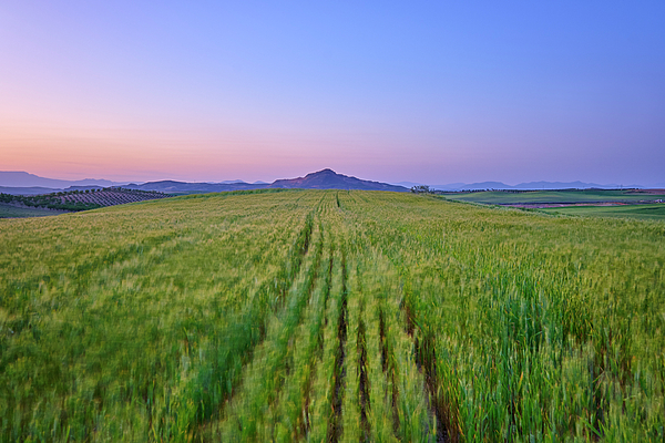 Guido Montanes Castillo - Cereal fields. Granada. Spain. At red sunset. 