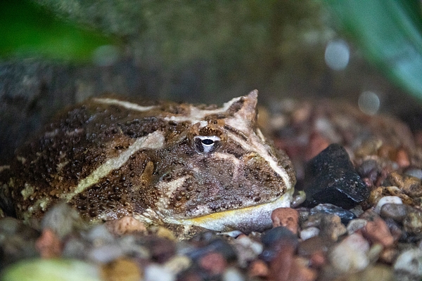 Chaco Horned Frog Face Mask by Les Classics Fine Art America