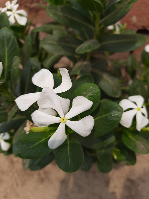 Chameli Ka Phool In English