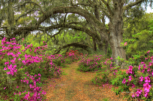 Reid Callaway - Charleston SC Magnolia Plantation 2 Horticulture Landscape Art