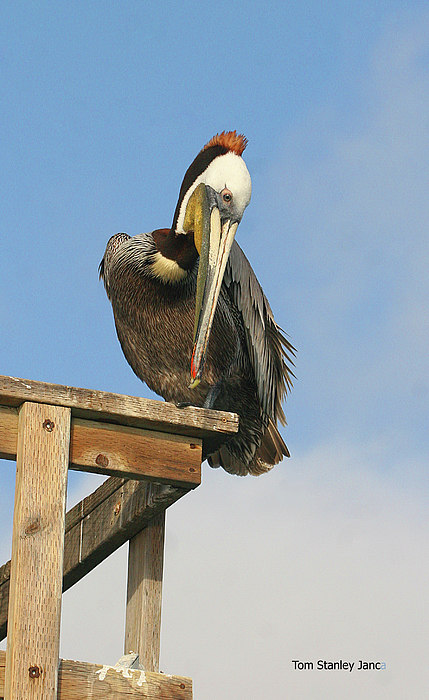 Pelican Photographs