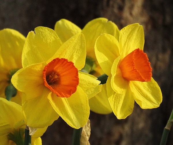 Lori Frisch - Cheery Daffodils 