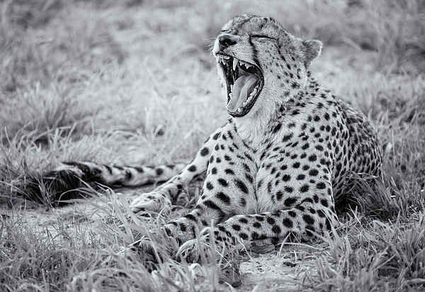 Joan Carroll - Cheetah Big Yawn Botswana Africa