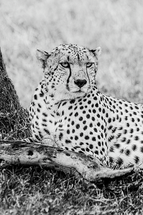 Eric Albright - Cheetah Portrait - Black and White