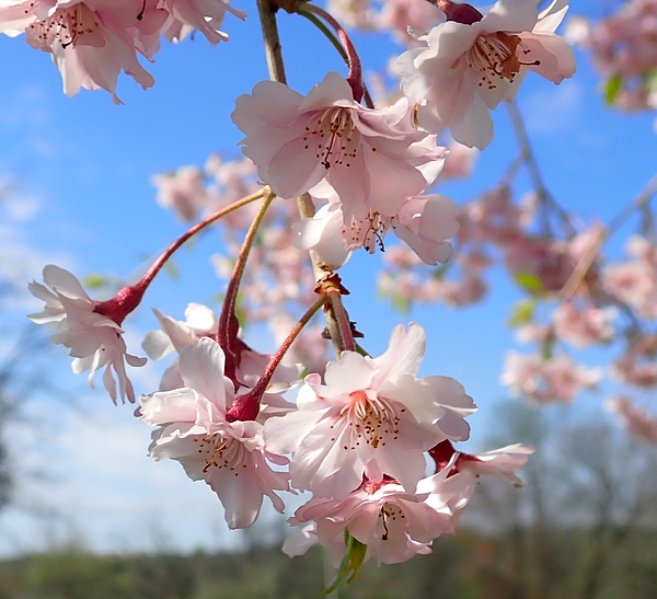 Joe Hockey - Cherry Blossom Flowers