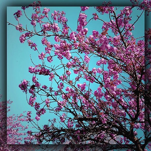 Laura Vanatka - Cherry blossom tree 