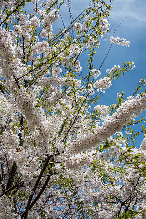 Cherry blossom hand online towels