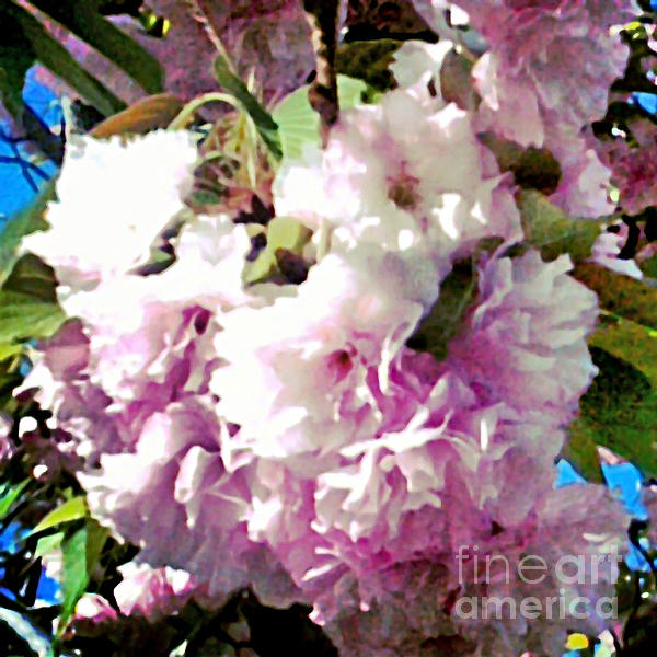 Genevieve Esson - Cherry Blossoms