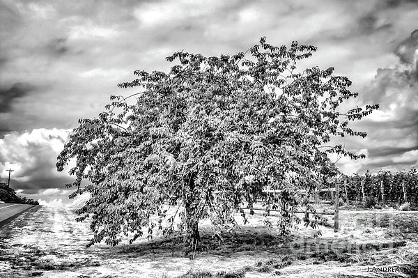 Jack Andreasen - Cherry Tree #2.1 - Black And White