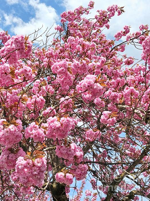 Laura Vanatka - Blooming cherry blossoms tree 