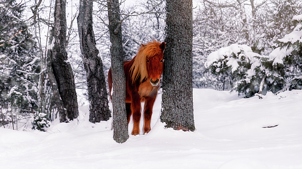 Nicklas Gustafsson - Chestnut Horse Between Trees in Snowy Winter Landscape