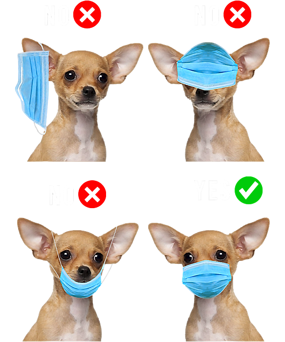 https://images.fineartamerica.com/images/artworkimages/medium/3/chihuahua-right-wear-face-mask-for-men-women-shannon-nelson-art-transparent.png