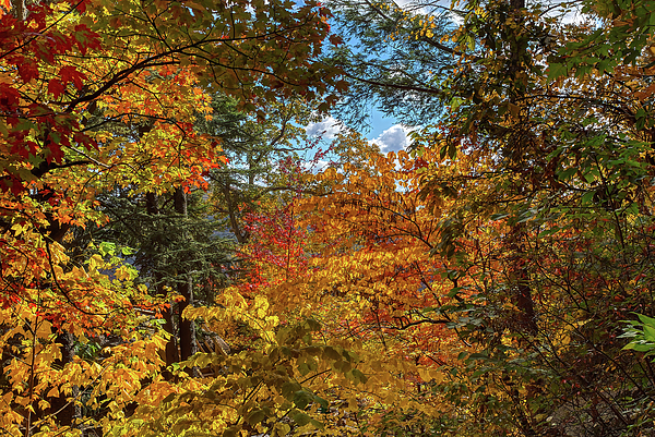 Steve Rich - Chimney Rock North Carolina - Fall Colors