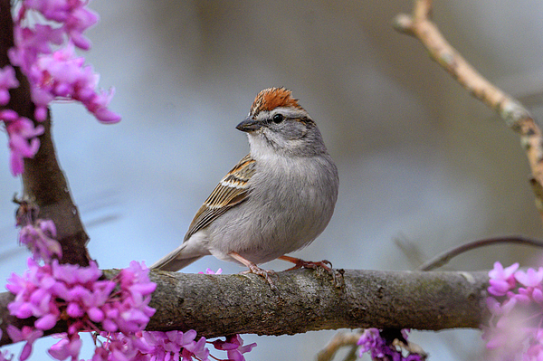Julie Barrick - Chipping Sparrow on Redbud