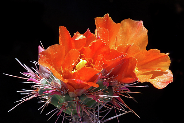 Douglas Taylor - CHOLLA FLOWERS In The Wind
