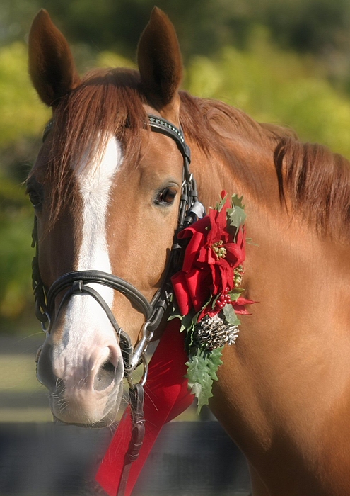 Christmas Horse Ornament by Perry Correll - Pixels