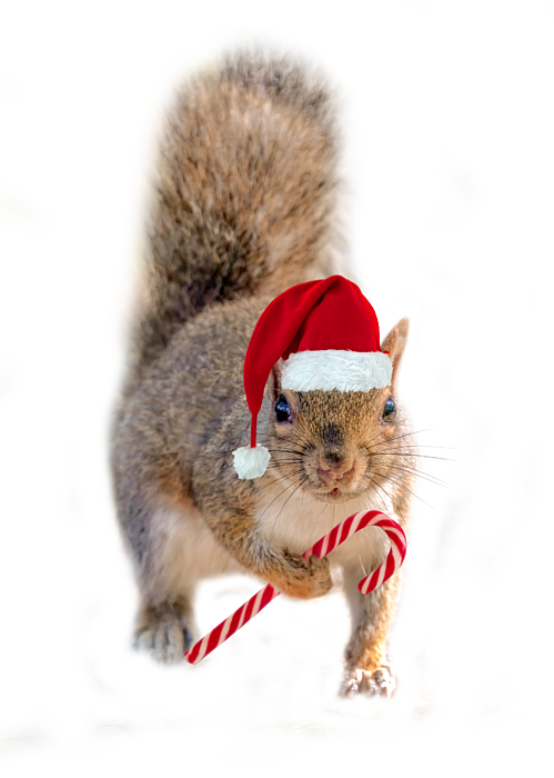 Christmas squirrel T-Shirt for Sale by Delphimages Photo Creations