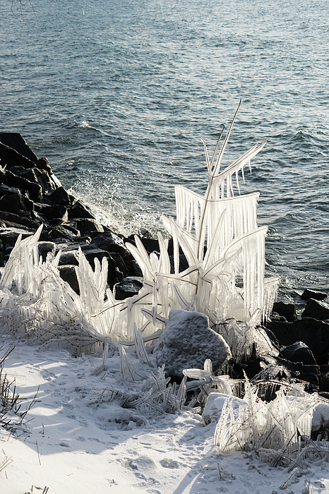 Georgia Mizuleva - Christmas Tree Natural Sculpture Created by Supercooled Waves